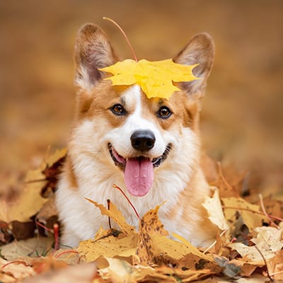 Corgi