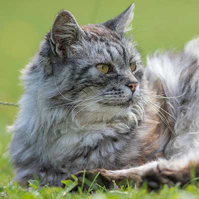 A rumpled cat laying in grass