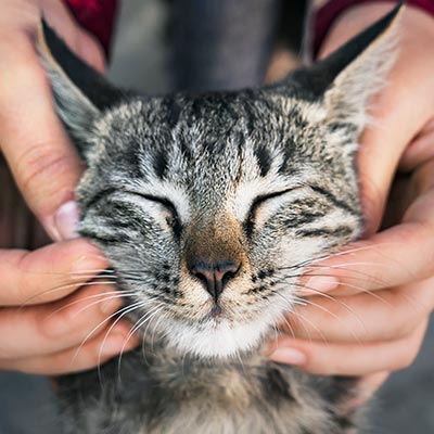 A cat being massaged