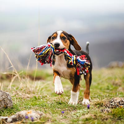 A puppy running with a tug toy