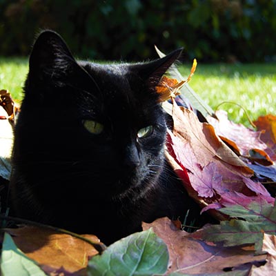 A black cat in the outdoors