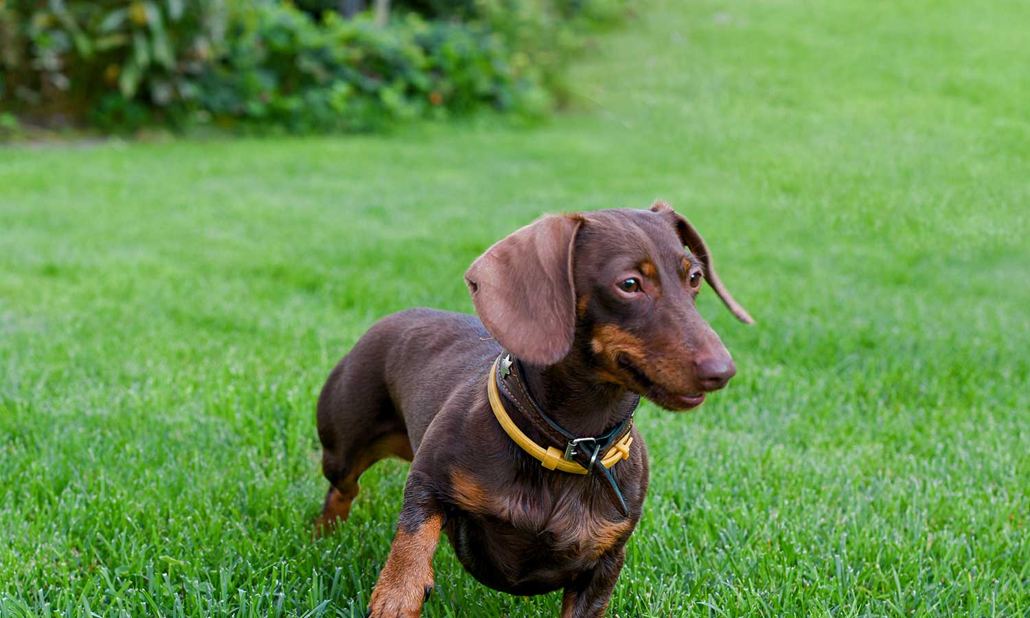 A dachshund in the grass