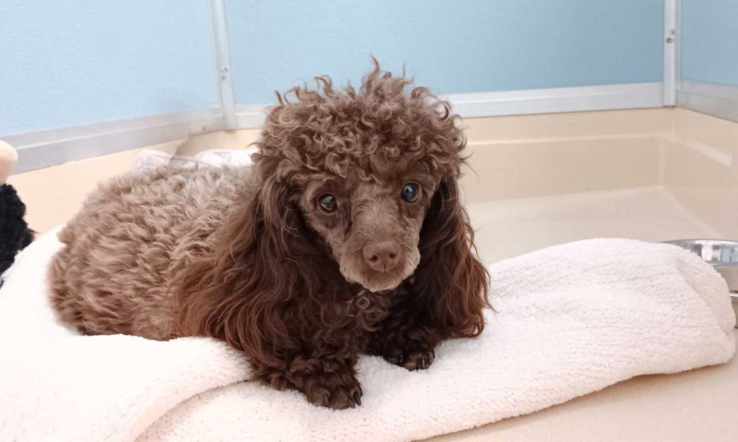 A dog laying on a towel