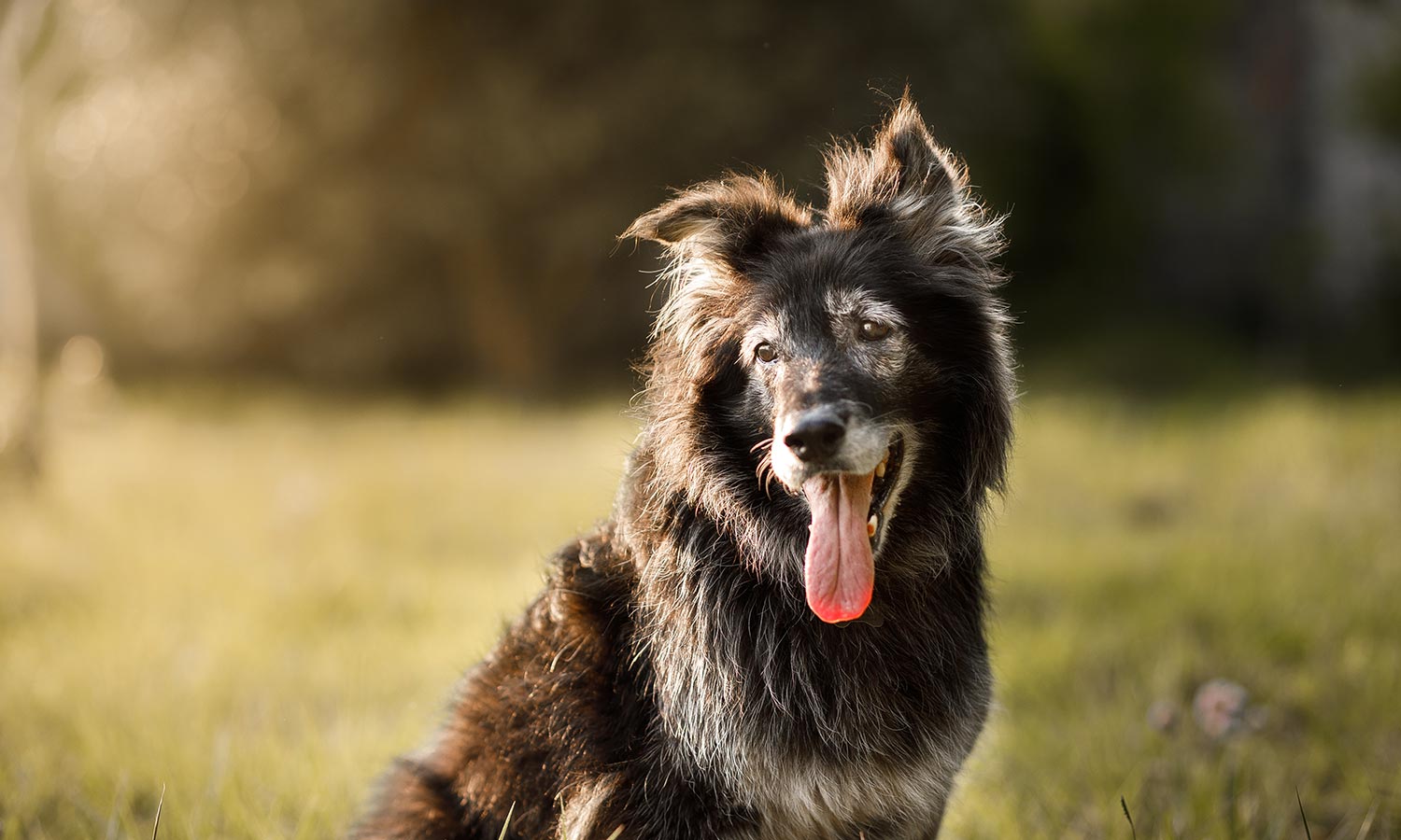 An older dog sitting in a field