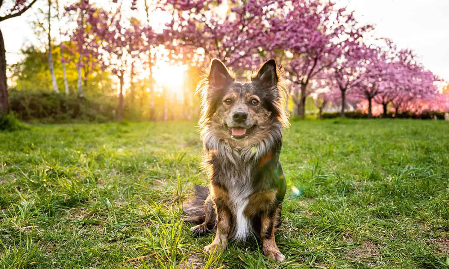 Dog in the sunlight