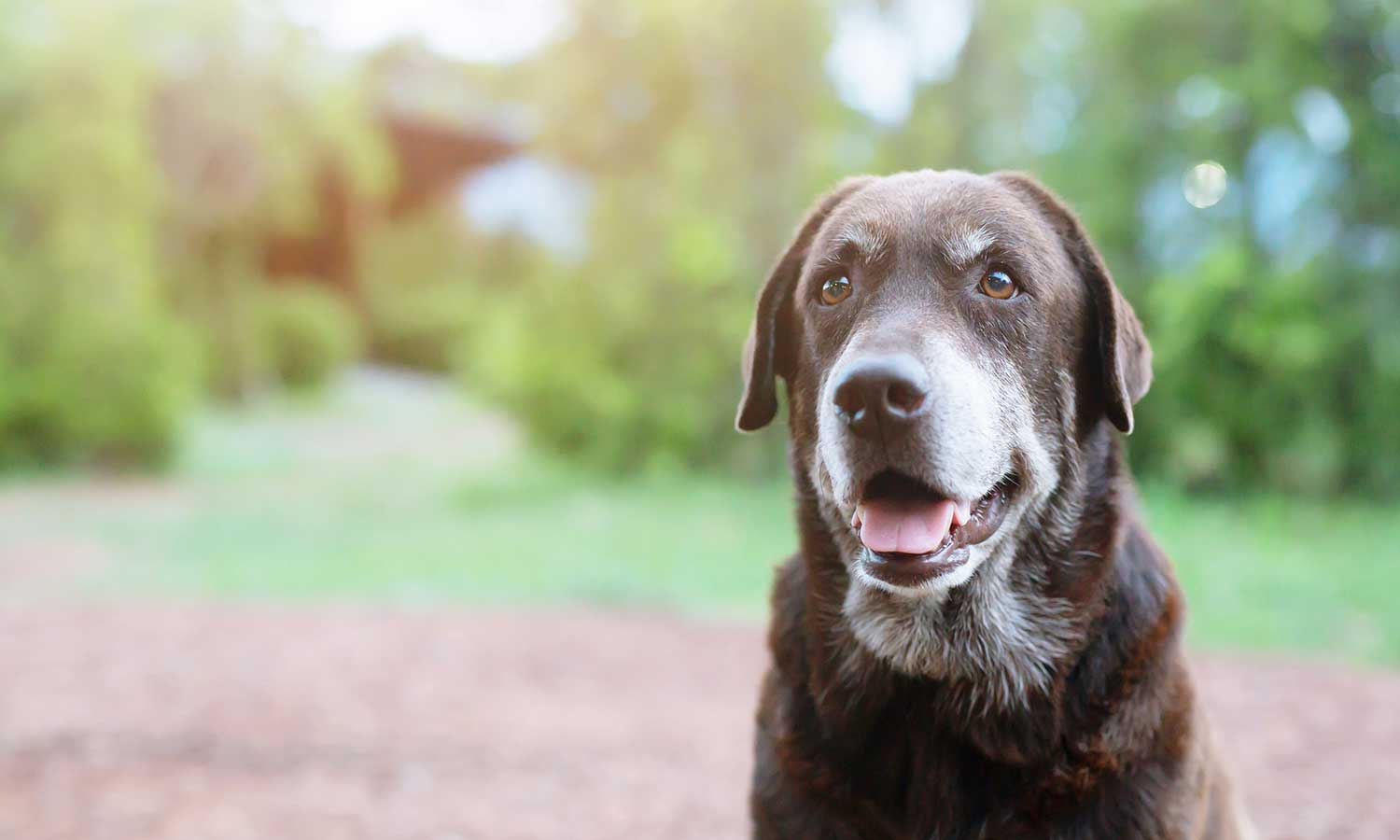 An older dog in the lawn