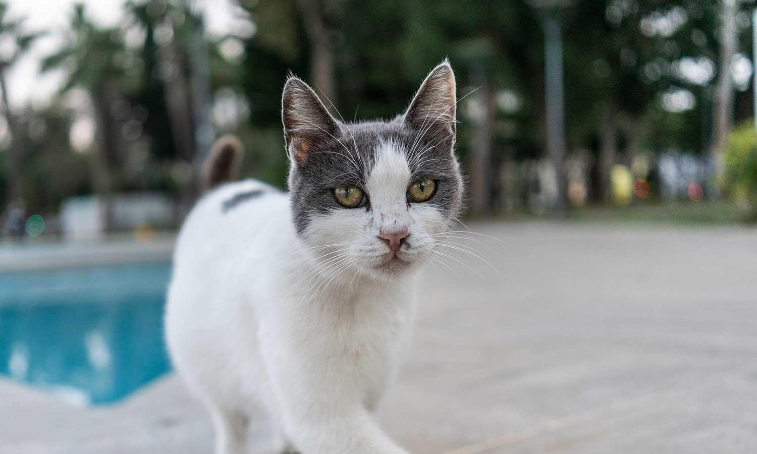 Cat by a pool