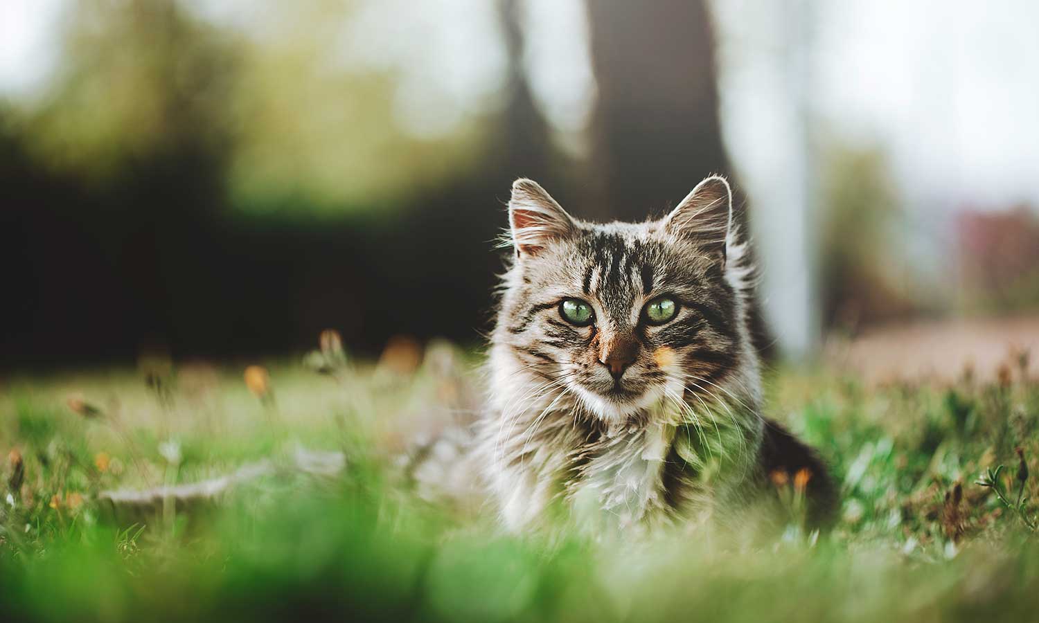 A cat looking regal