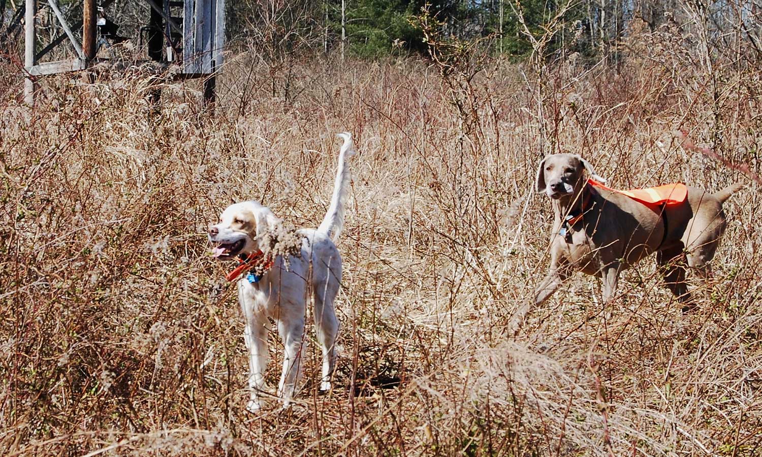 Two dogs out in a field