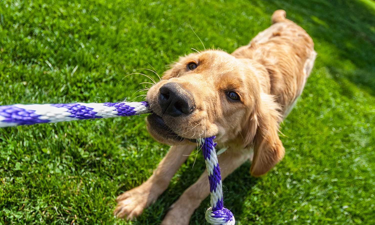 A golden retriever tugging on a toy