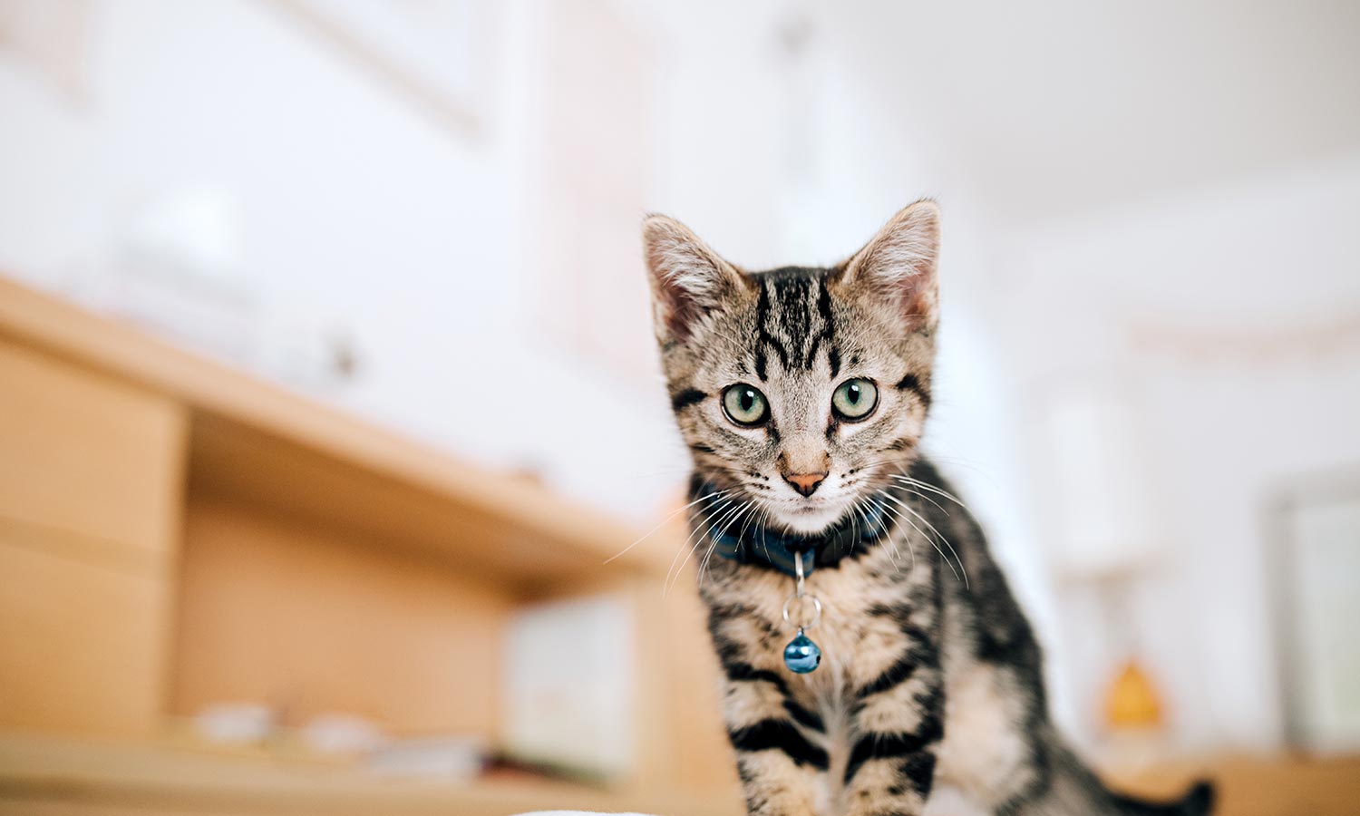 A cat on a chair