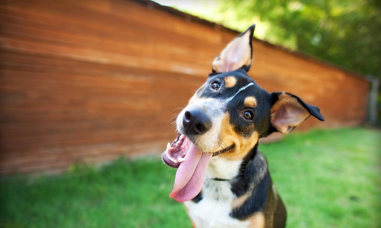 A dog tilting its head playfully