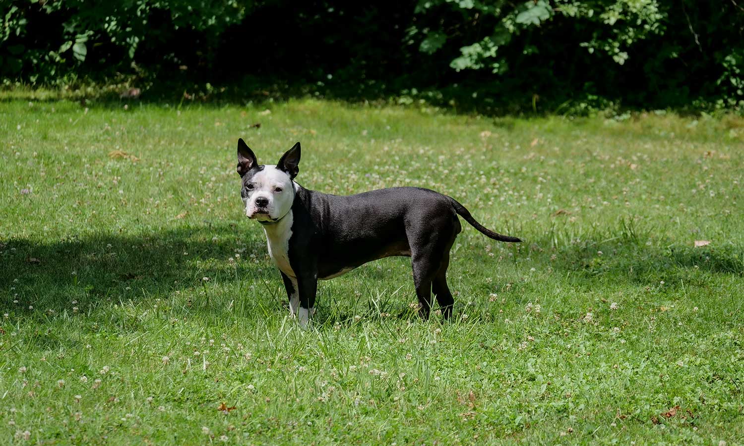 A dog out on a lawn