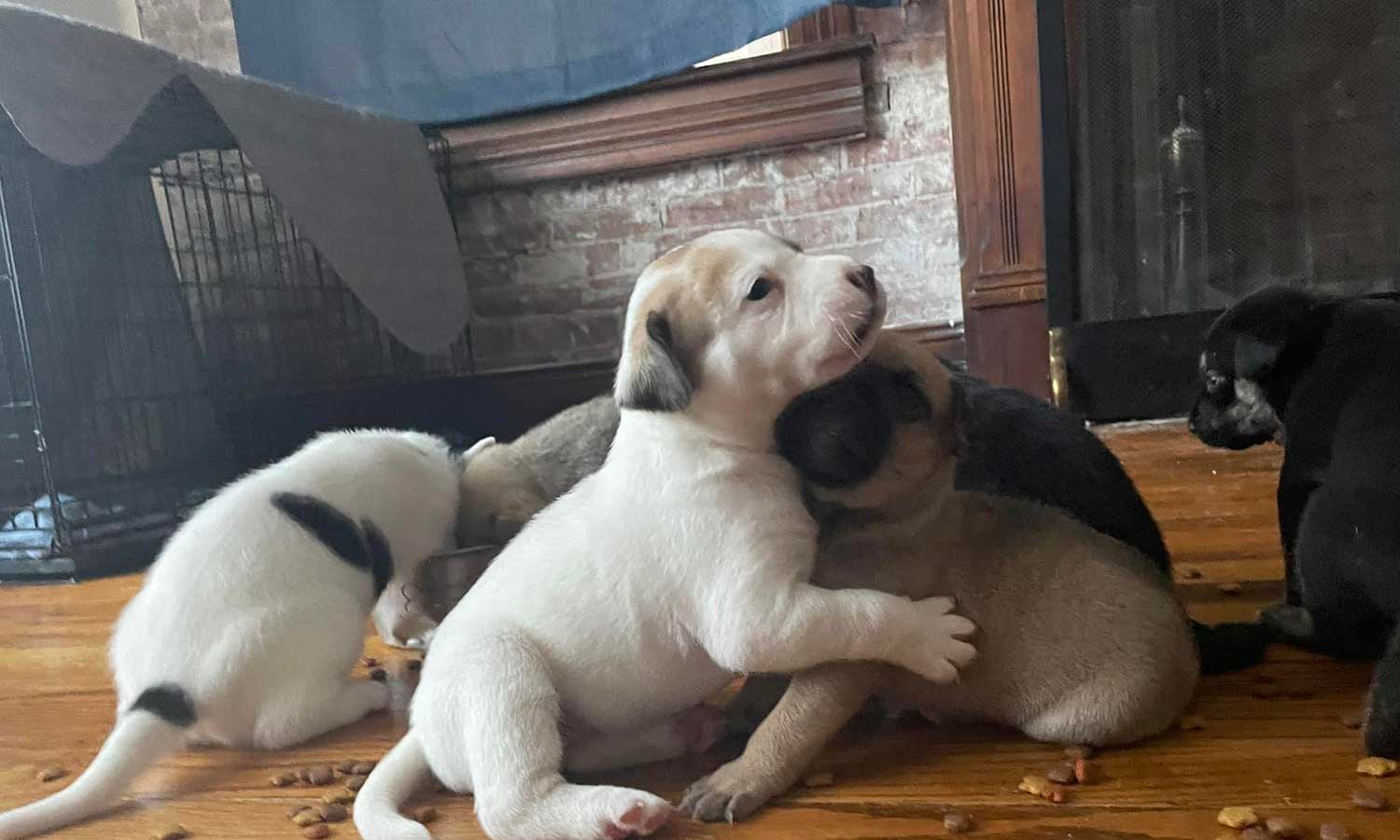 A pile of puppies