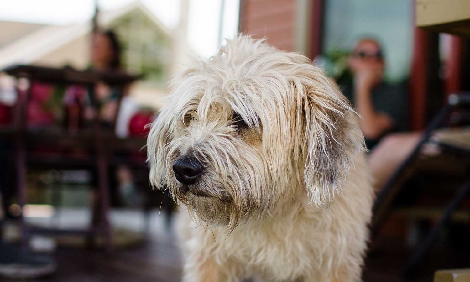 A shaggy dog