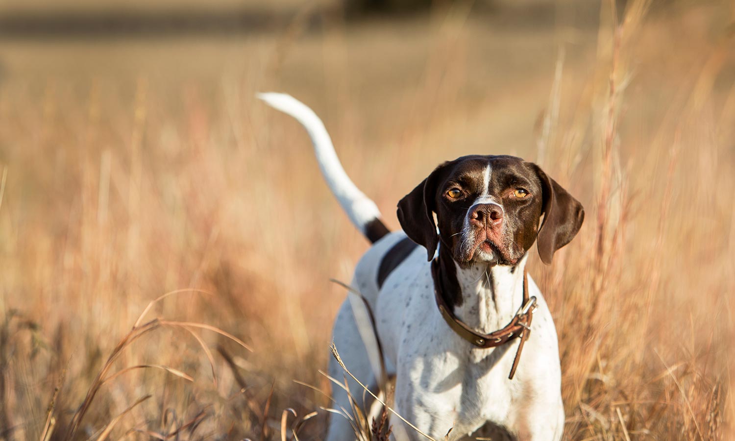 A retriever dog in a field