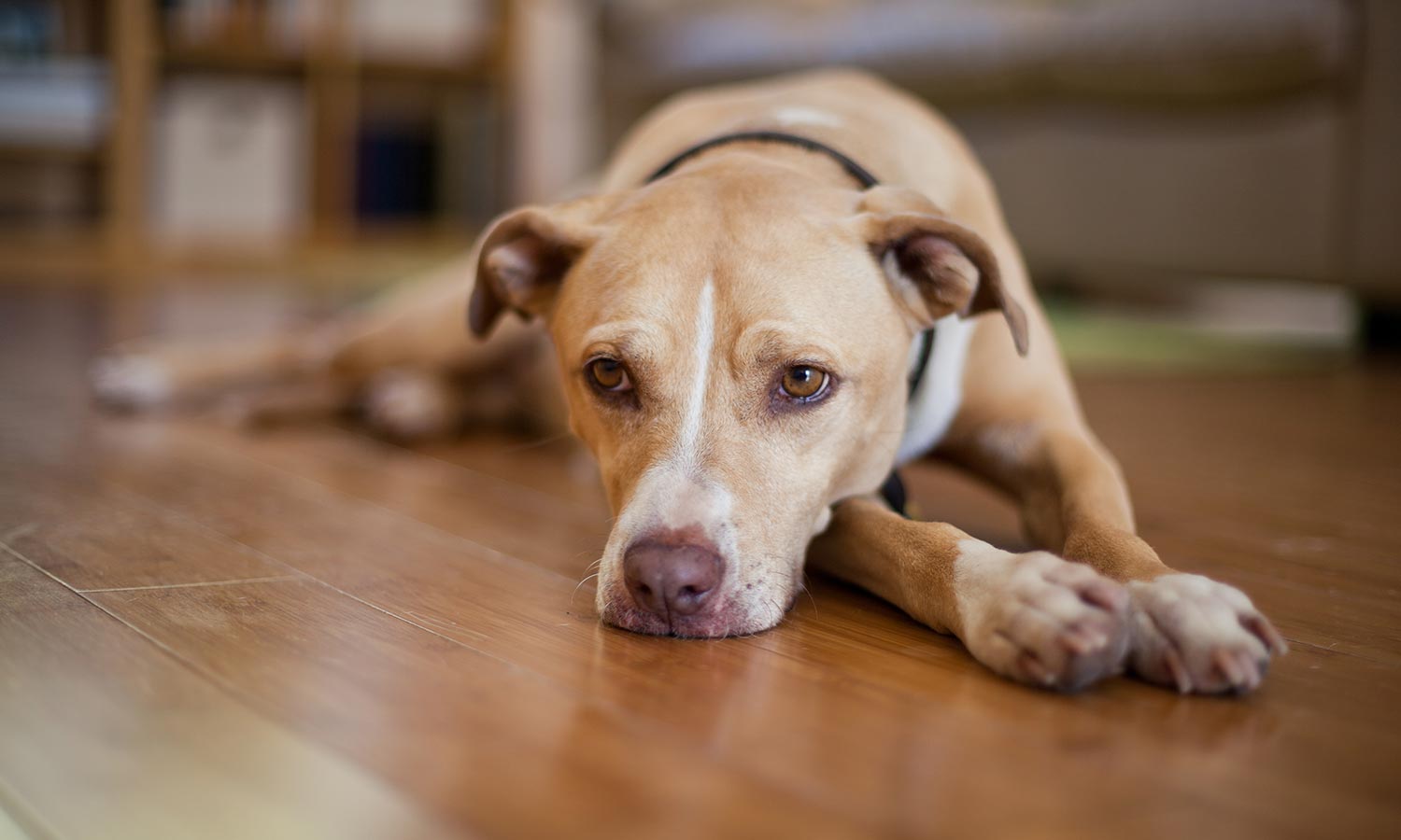 A dog laying on the floor